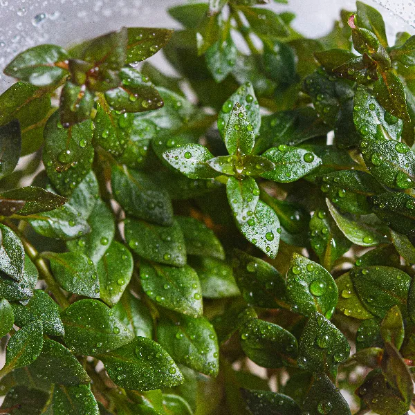 aquaplante – ludwigia sp red mini red – detalhe-full