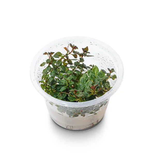 aquaplante – ludwigia sp red mini red – pote angulo-half