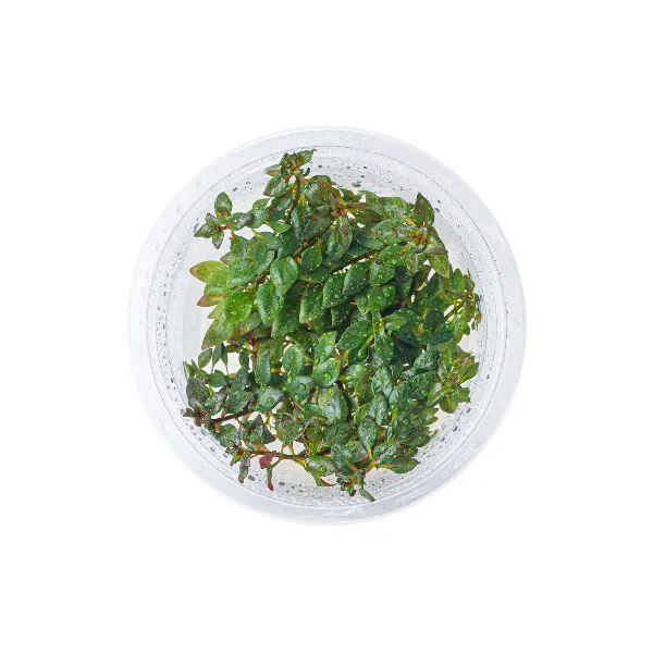 aquaplante – ludwigia sp red mini red – pote cima-half