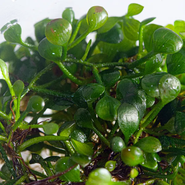 aquaplante – marsilea hirsuta – detalhe-half