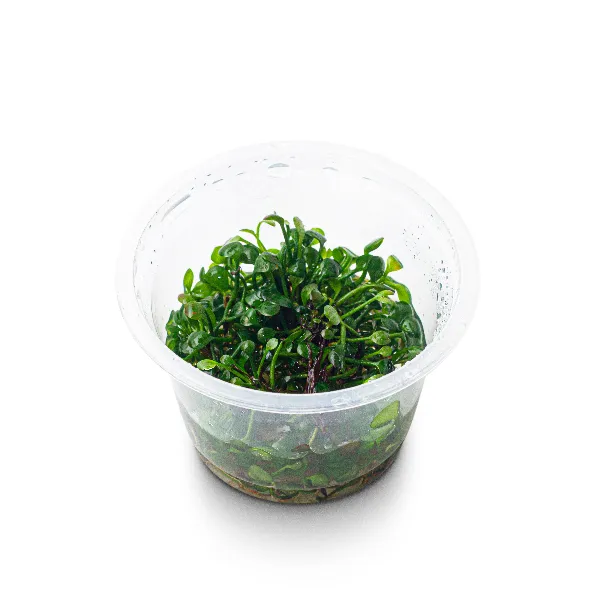 aquaplante – marsilea hirsuta – pote angulo-full