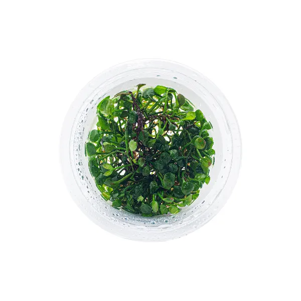 aquaplante – marsilea hirsuta – pote cima-full