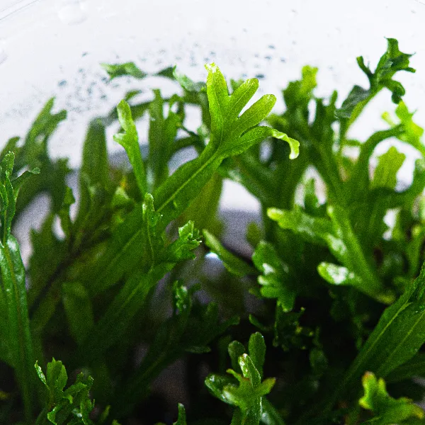 aquaplante – microsorum pteropus windelov – detalhe-full