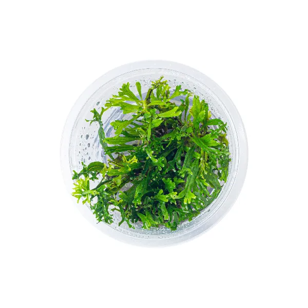 aquaplante – microsorum pteropus windelov – pote cima-half