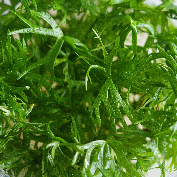 aquaplante – ranunculus papulentus – detalhe-full