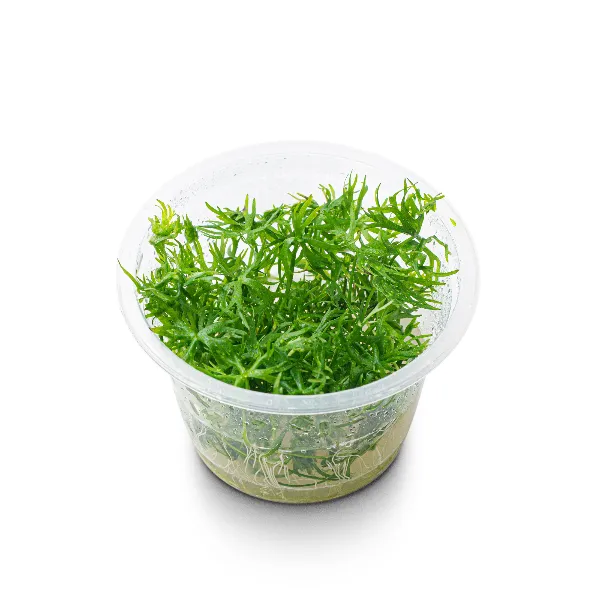aquaplante – ranunculus papulentus – pote angulo-half