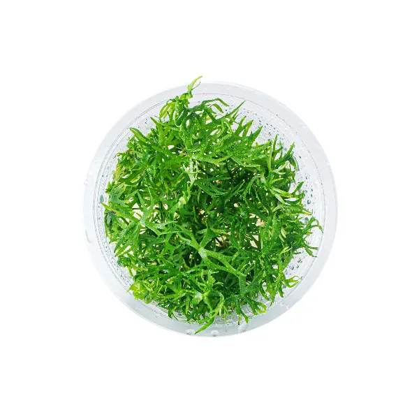 aquaplante – ranunculus papulentus – pote cima-half