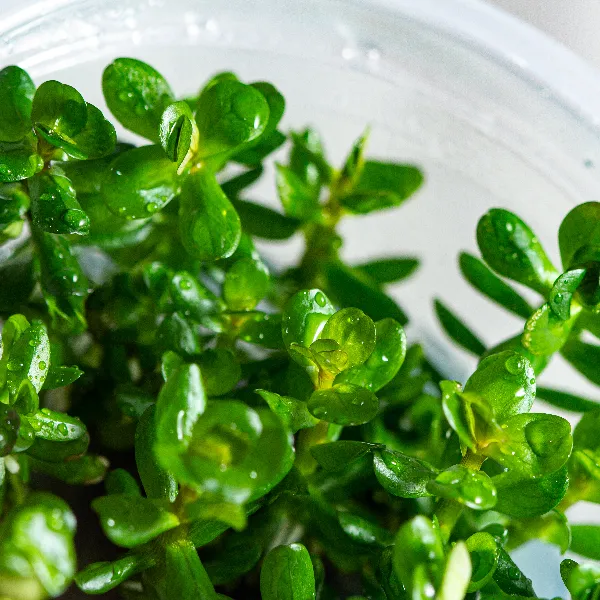 aquaplante – rotala bonsai – detalhe-full