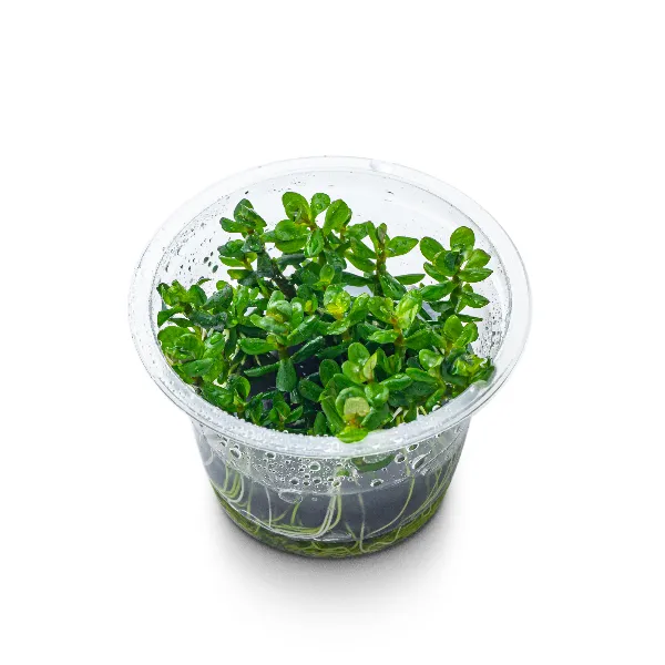 aquaplante – rotala bonsai – pote angulo-half