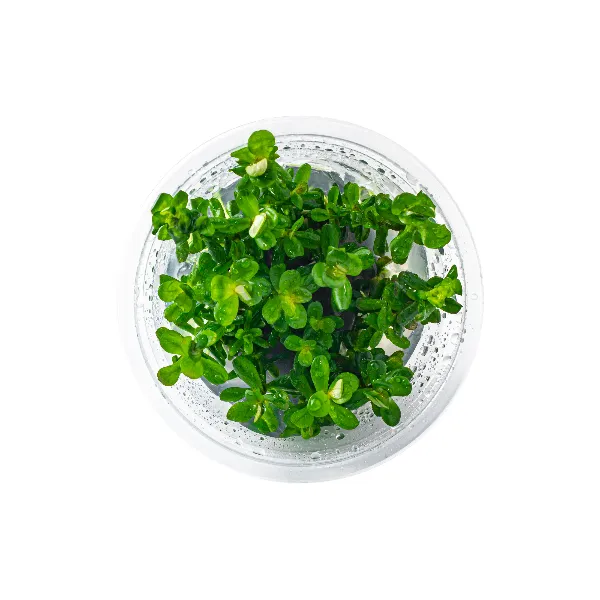 aquaplante – rotala bonsai – pote cima-half