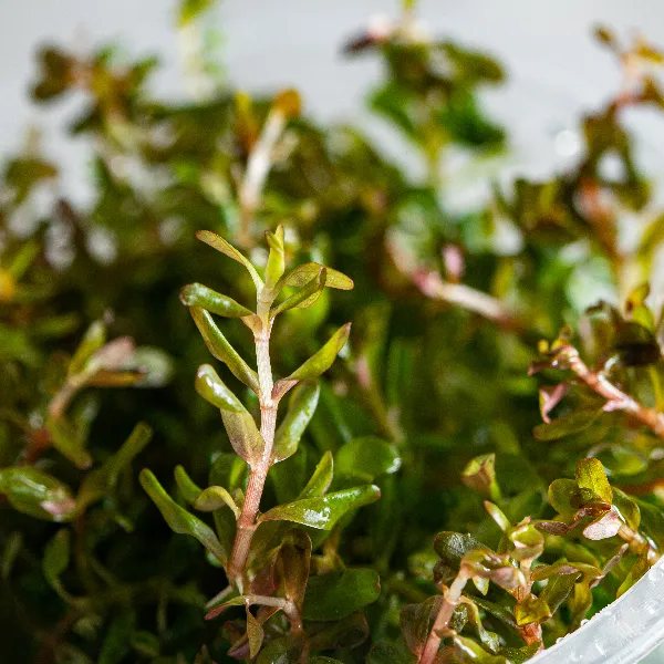 aquaplante – rotala hra – detalhe-full