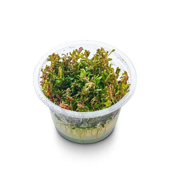 aquaplante – rotala hra – pote angulo-half