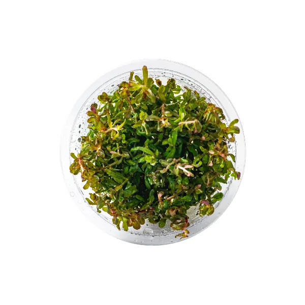 aquaplante – rotala hra – pote cima-half