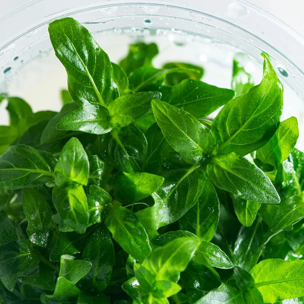 aquaplante – staurogyne repens – detalhe-half