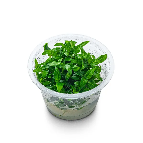 aquaplante – staurogyne repens – pote angulo-half