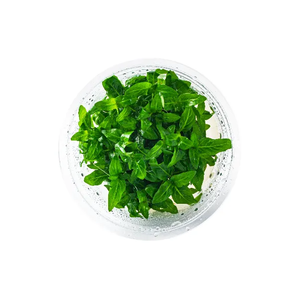 aquaplante – staurogyne repens – pote cima-half