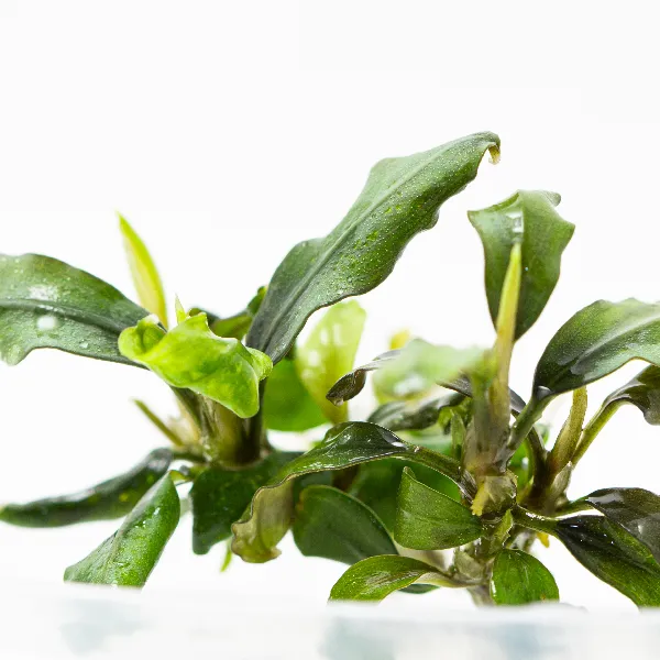 bucephalandra sp wavy leaf – detalhe-full