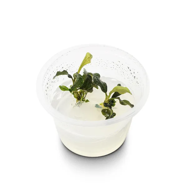 bucephalandra sp wavy leaf – pote angulo-half