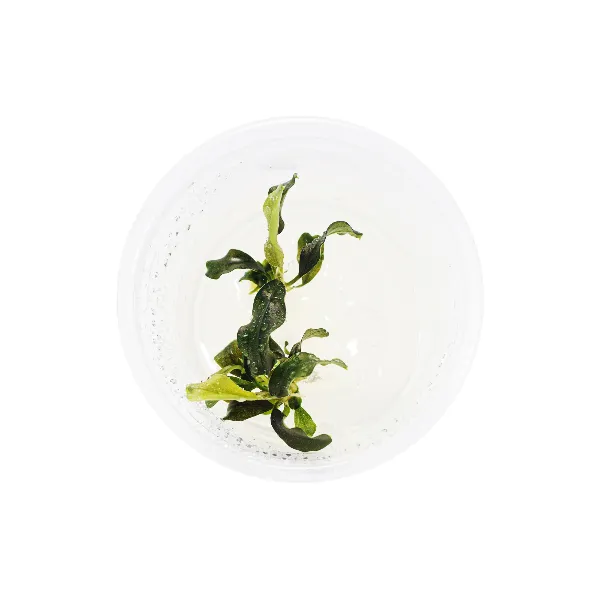 bucephalandra sp wavy leaf – pote cima-half