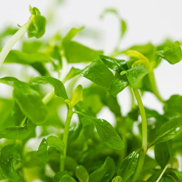 hygrophila polysperma rosanervig – detalhe-full_resultado