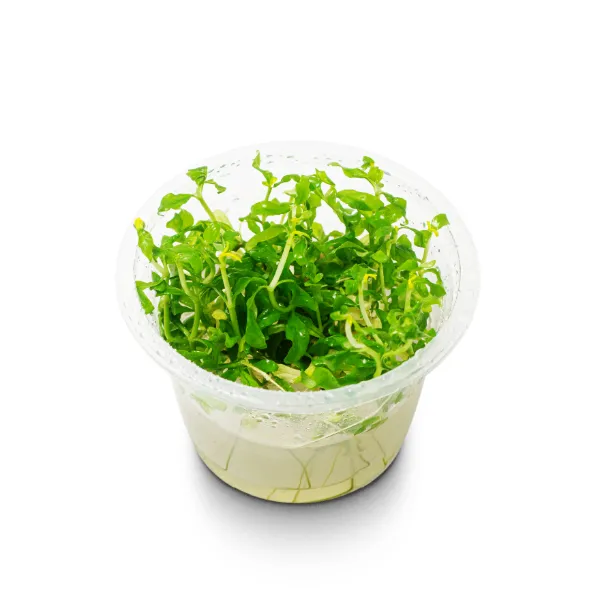 hygrophila polysperma rosanervig – pote angulo-02_resultado