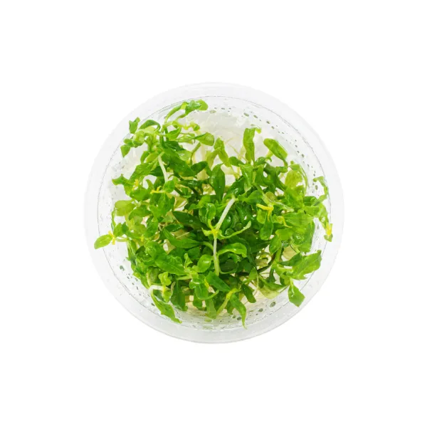 hygrophila polysperma rosanervig – pote cima-02_resultado