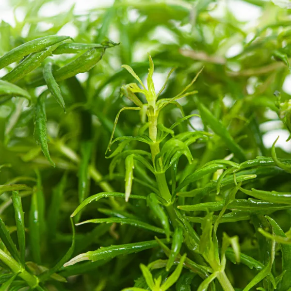 pogostemon australia – detalhe-peq