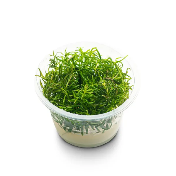 pogostemon australia – pote angulo-peq