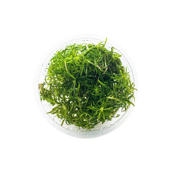 pogostemon australia – pote cima-peq