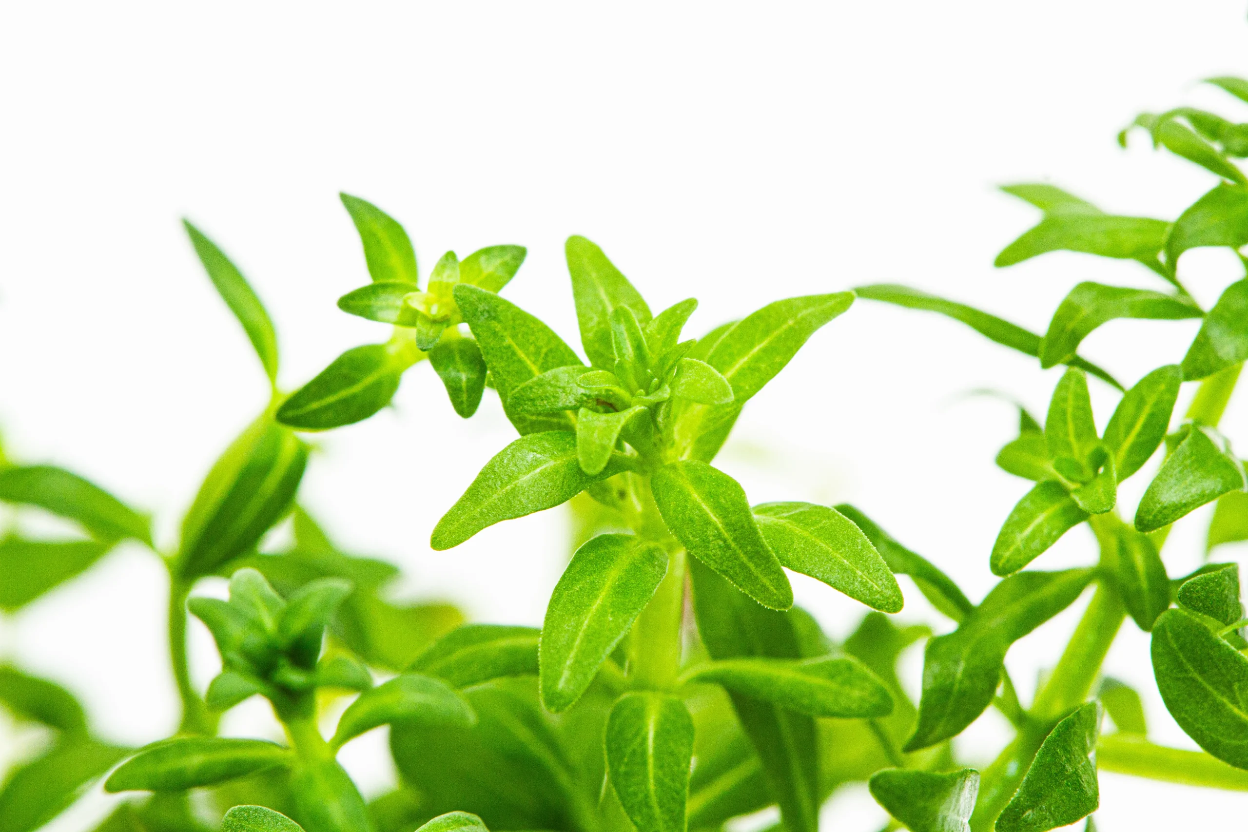 Cópia de aquaplante – ludwigia inclinata var pantanaldetalhe2-full_resultado
