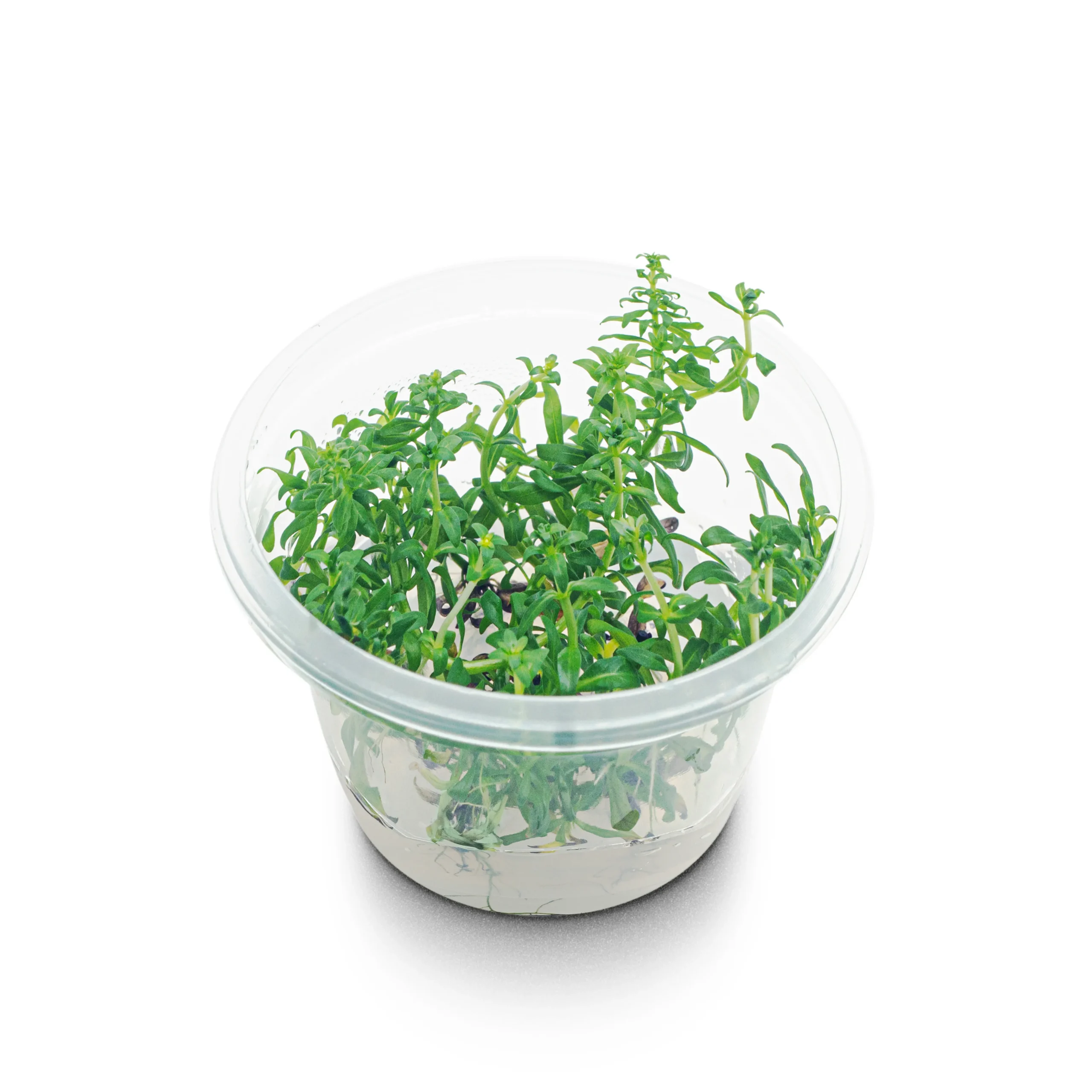 Cópia de aquaplante – ludwigia inclinata var pantanalpote angulo-full_resultado