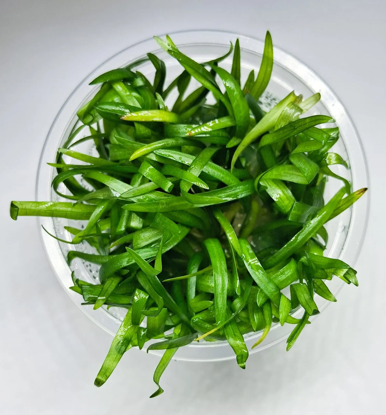 sagittaria pusila