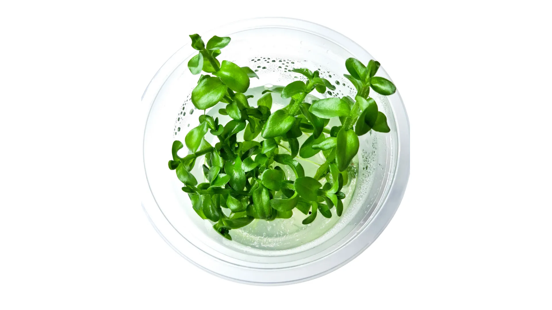 Bacopa caroliniana-2_resultado