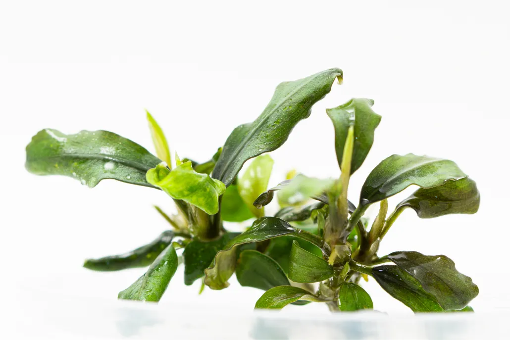 Bucephalandra sp wavy leaf-1_resultado