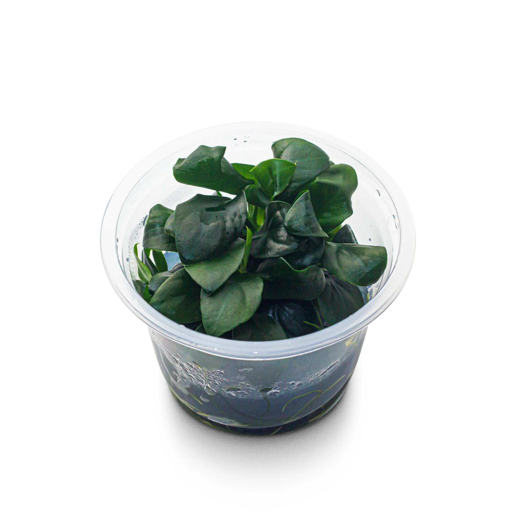 anubias barteri var nana-1_resultado