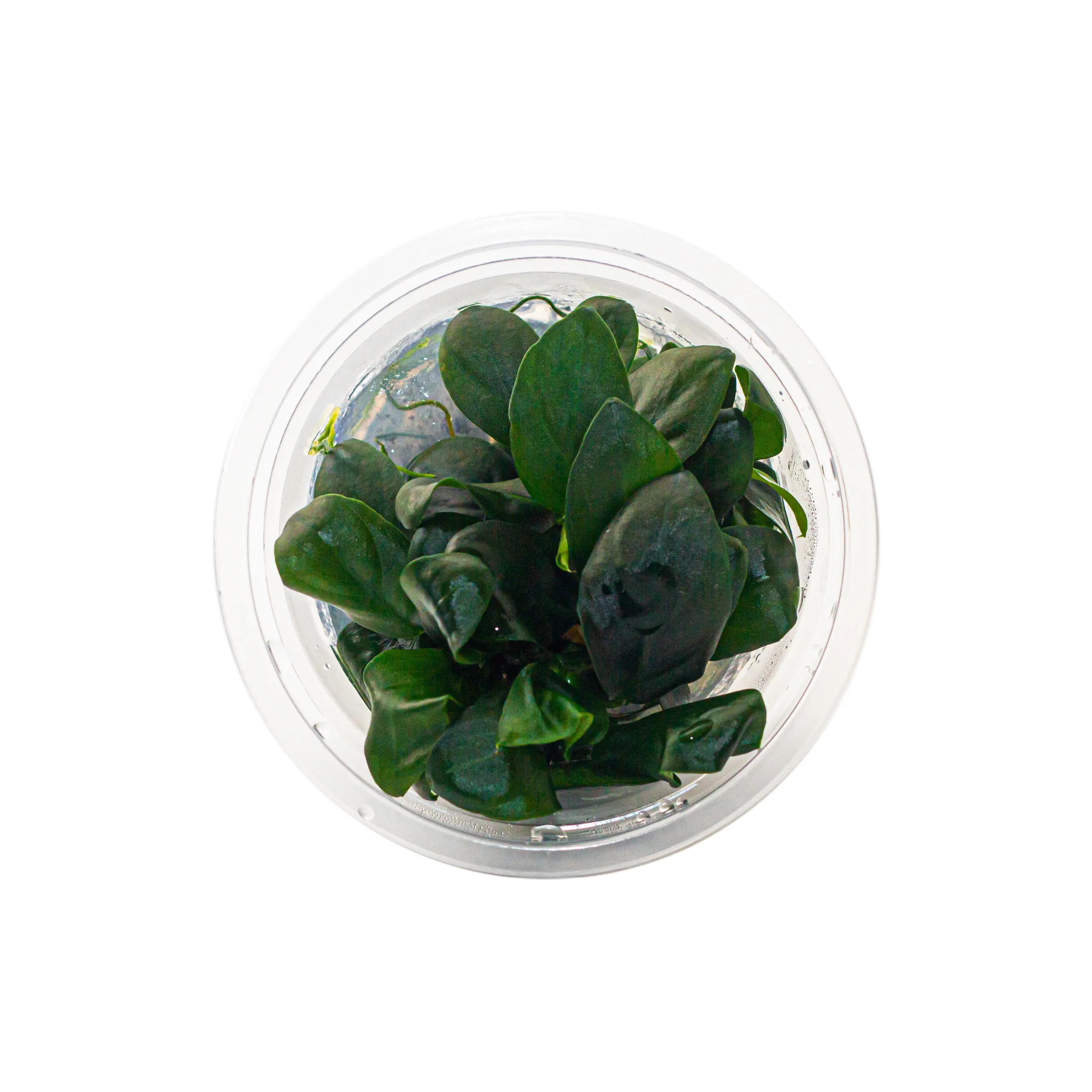 anubias barteri var nana-2_resultado