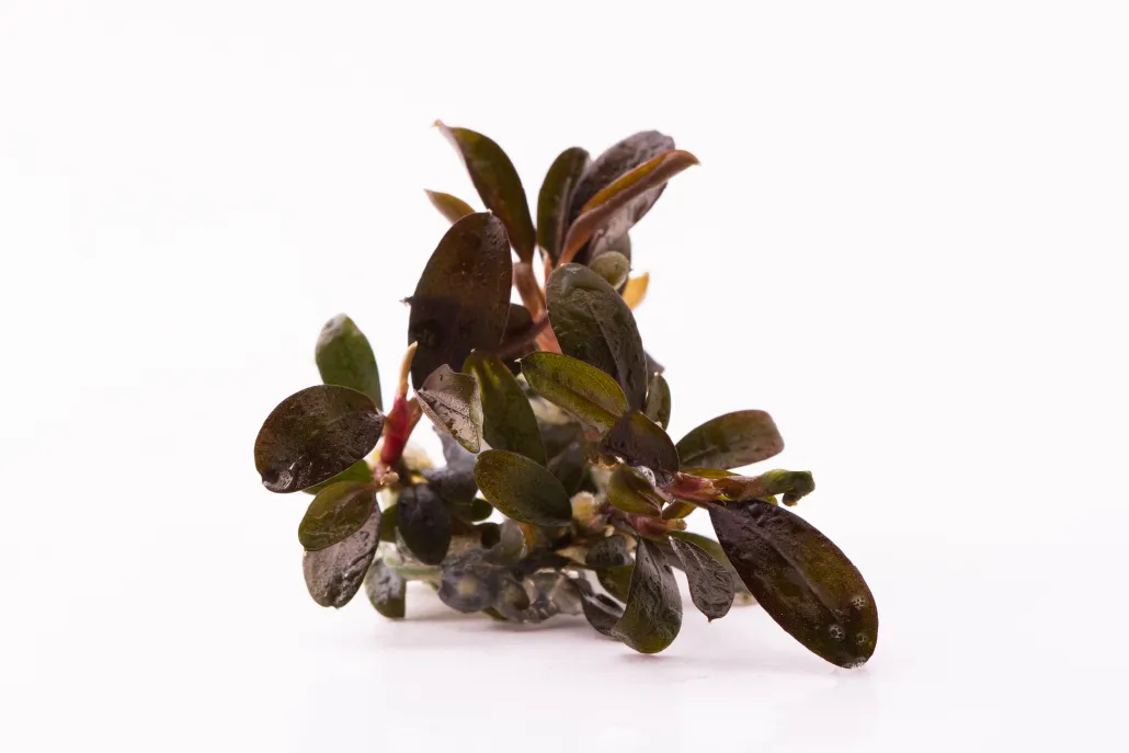 bucephalandra brownie phoenixdetalhe-02_resultado