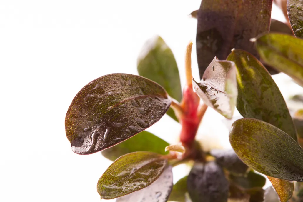 bucephalandra brownie phoenixdetalhe3-02_resultado