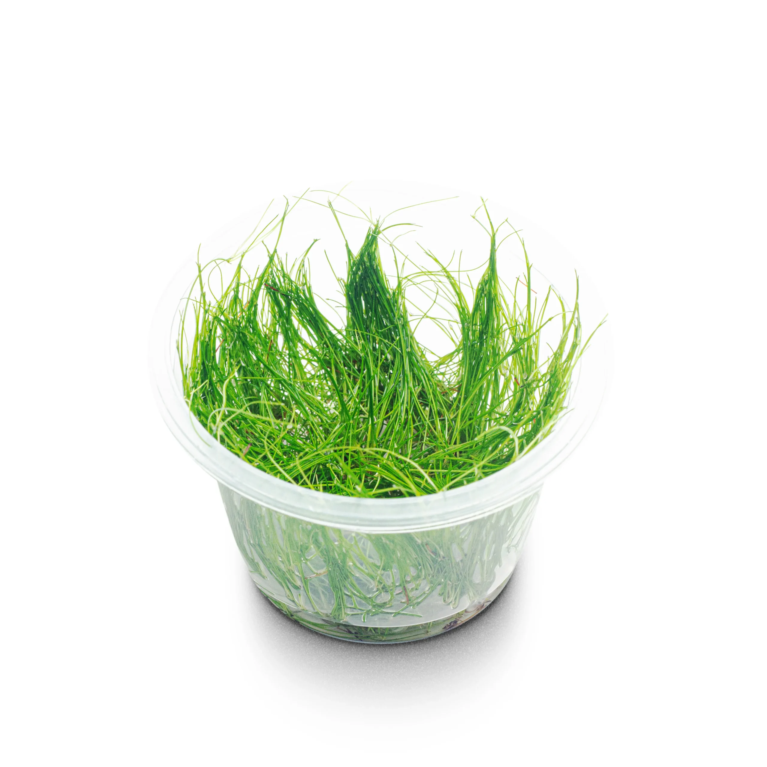 eleocharis vivipara-1_resultado
