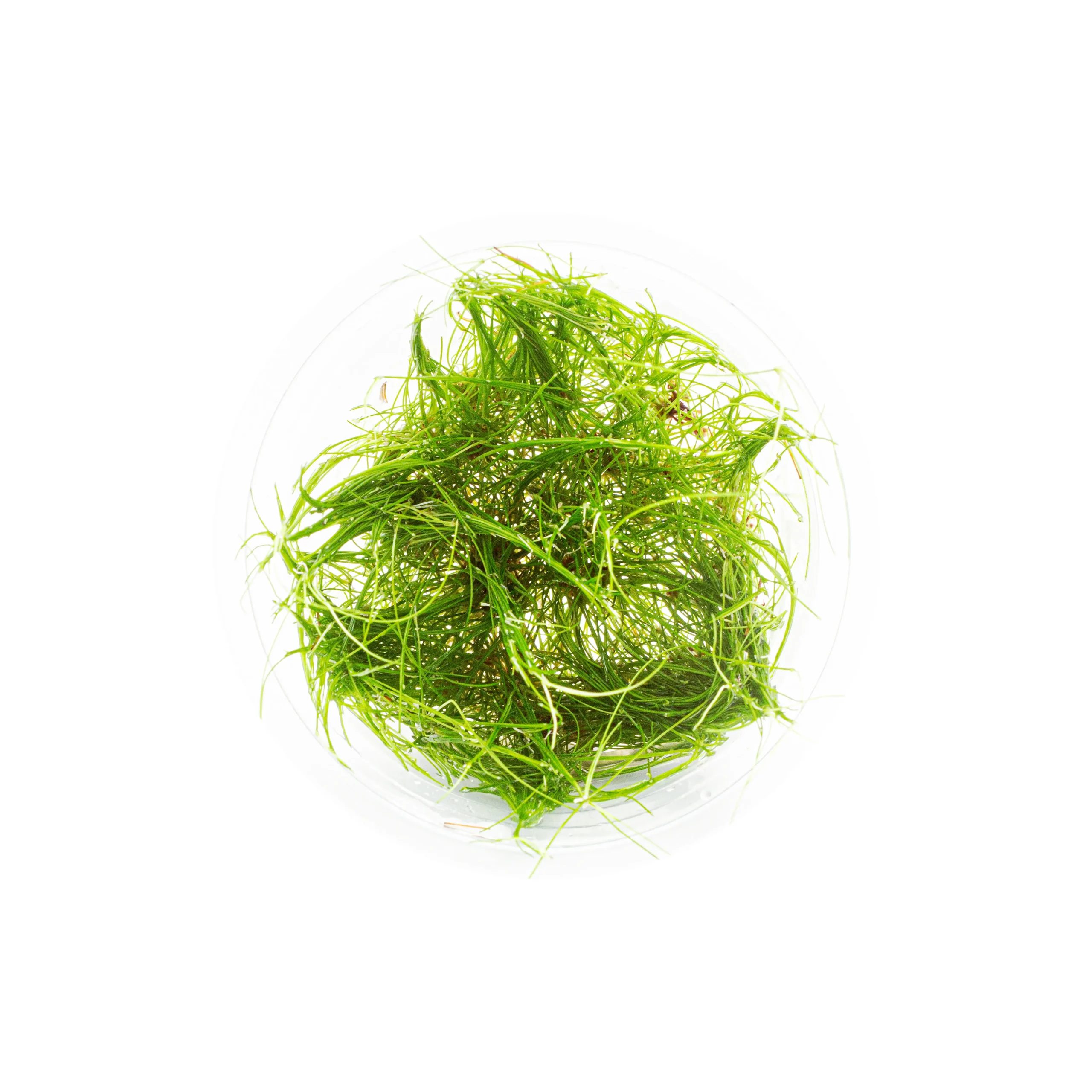 eleocharis vivipara-2_resultado