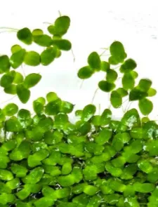 lemna-minor-lentilha-dagua-2_resultado