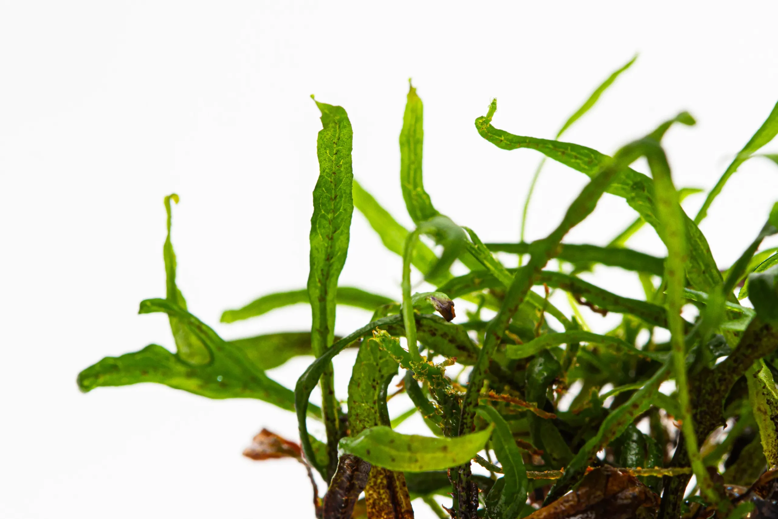 microsorum pteropus small leaf cross bali-1_resultado