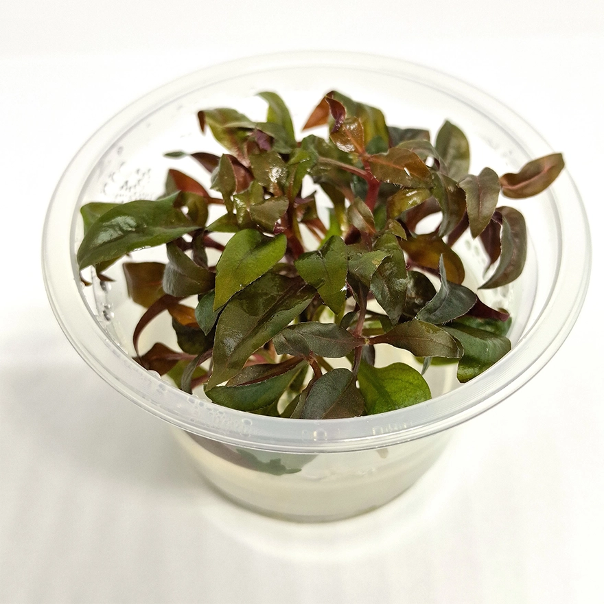 Alternanthera reineckii ‘Curitiba’ 2