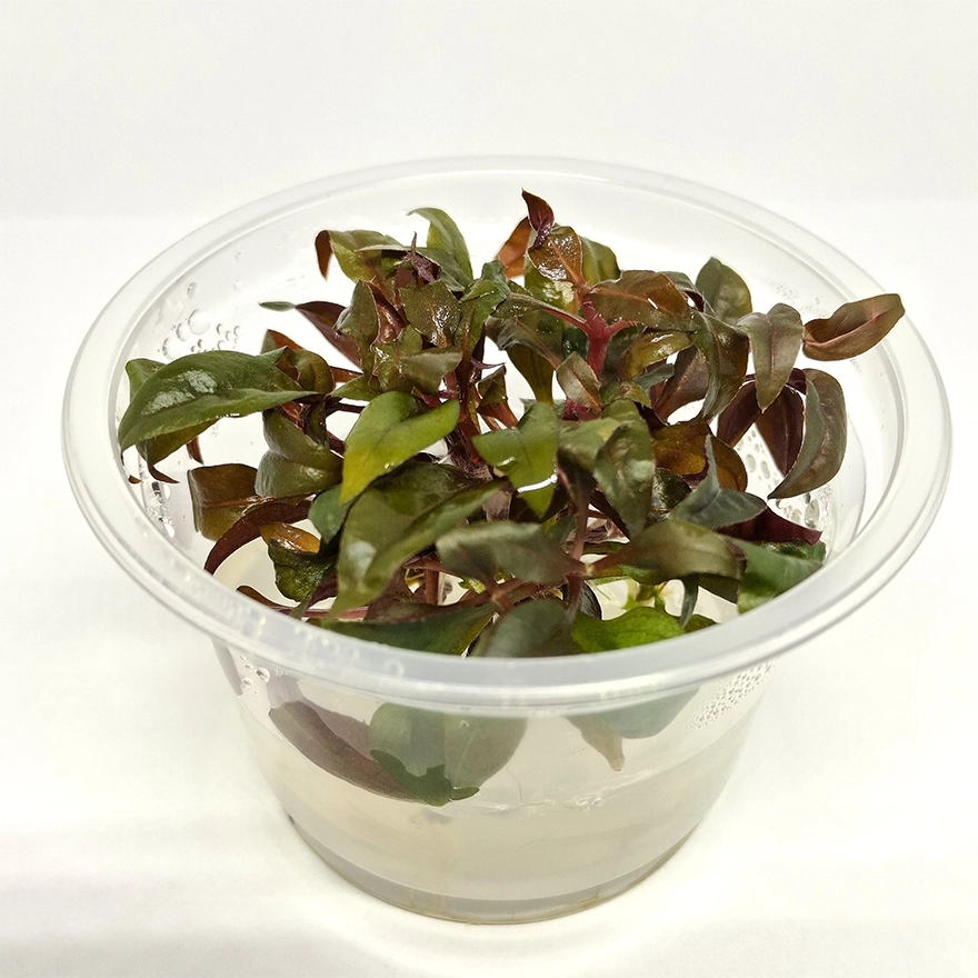 Alternanthera reineckii ‘Curitiba’ 3