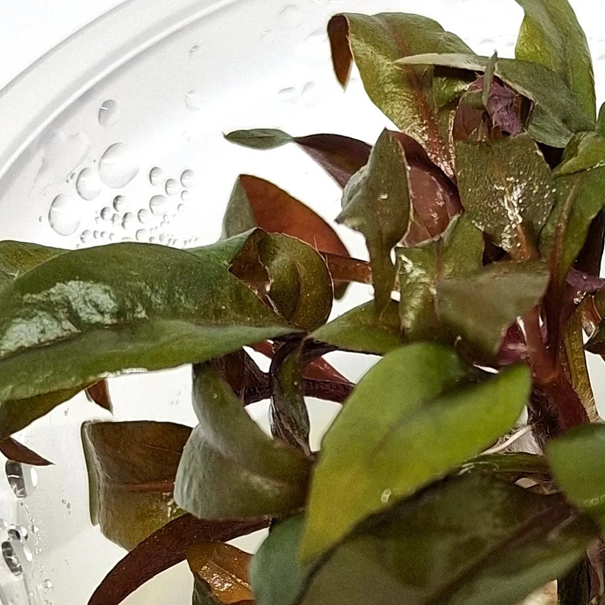 Alternanthera reineckii ‘Curitiba’ 4
