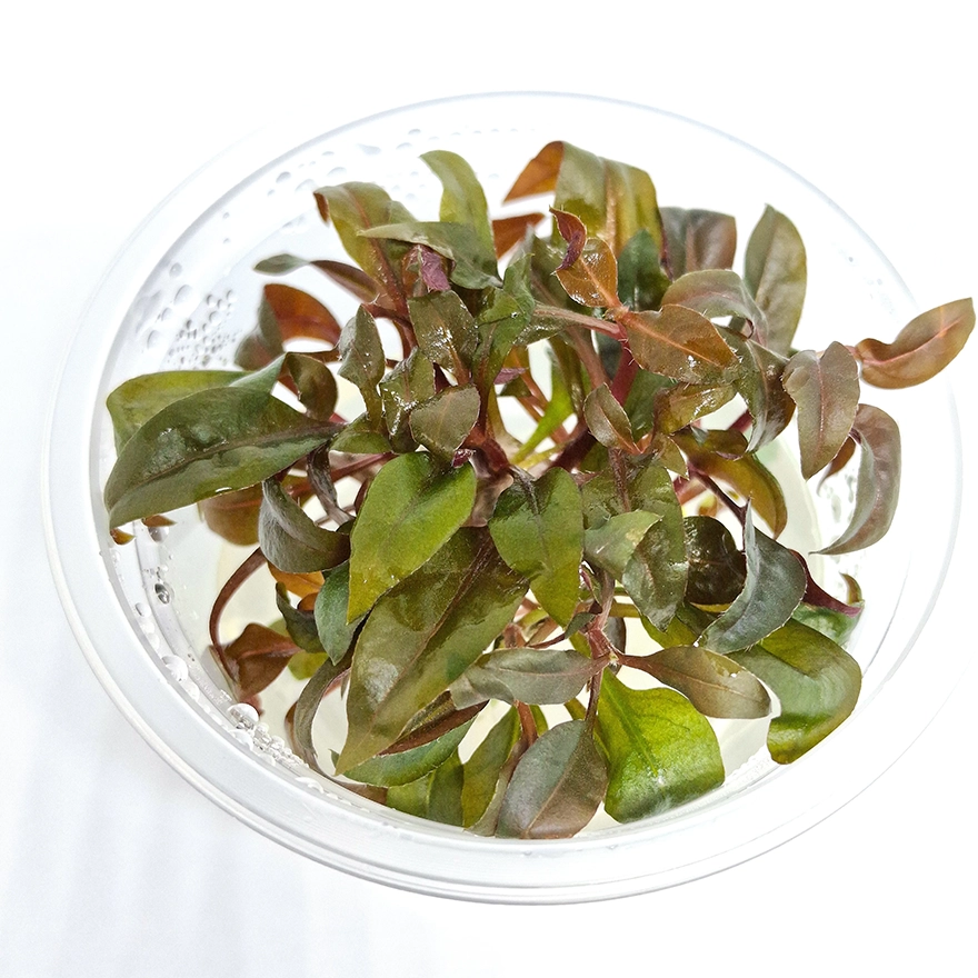 Alternanthera reineckii ‘Curitiba’ 5
