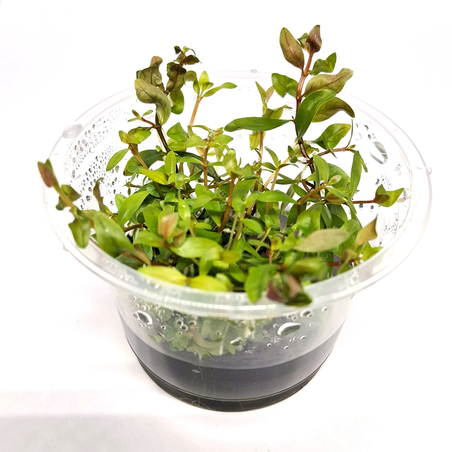 Ammannia pedicellata golden 1
