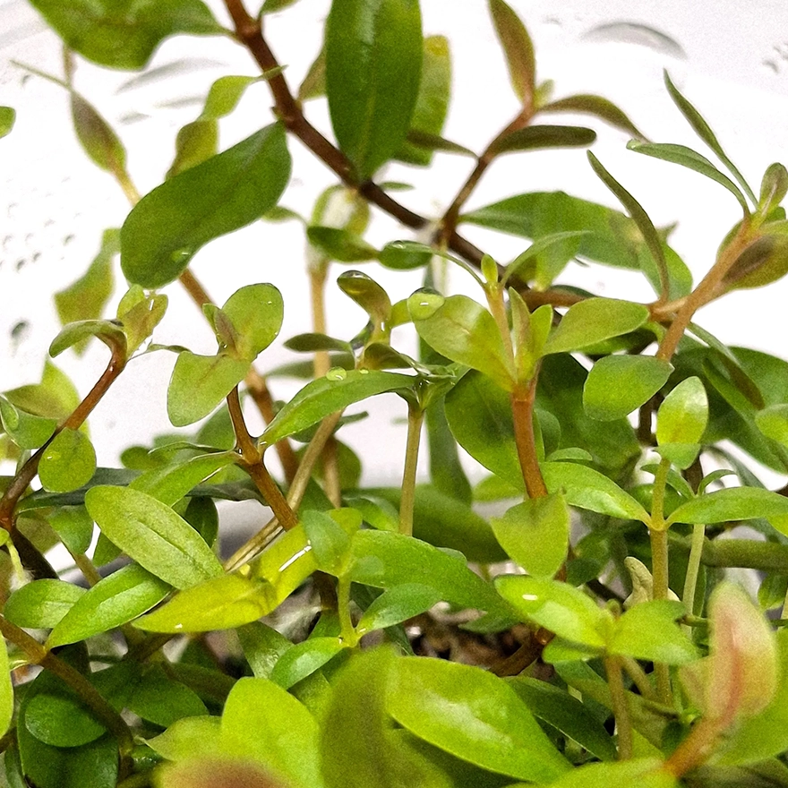 Ammannia pedicellata golden 2