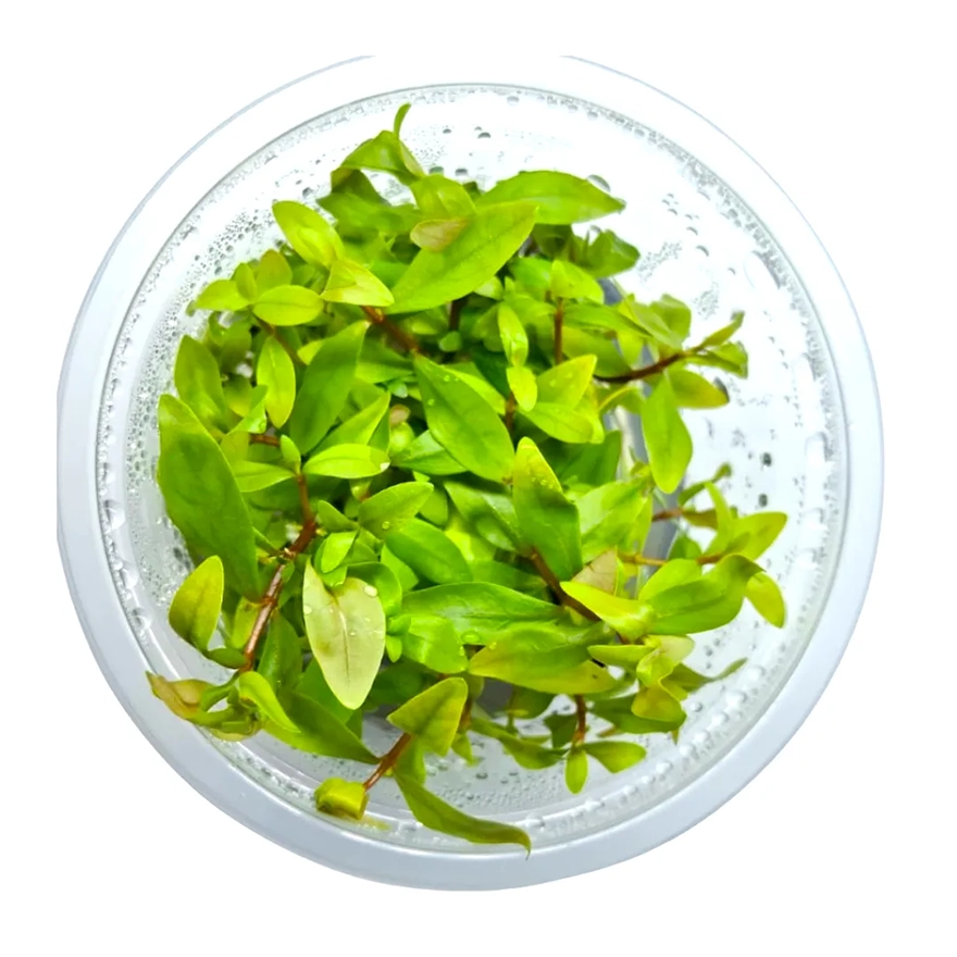 Ammannia pedicellata golden 3