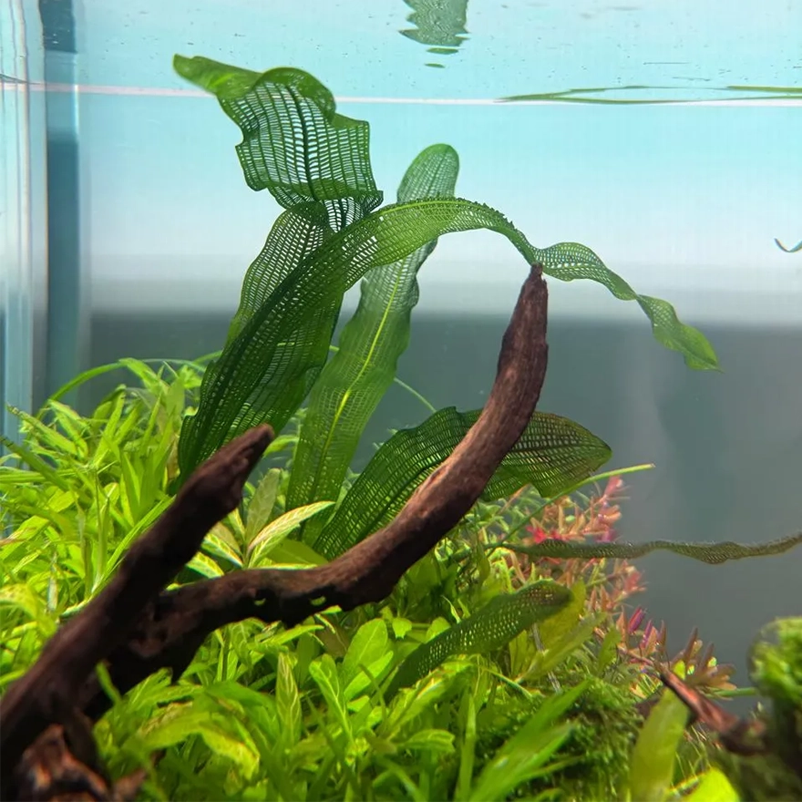 Aponogeton m. var madagascariensis-2